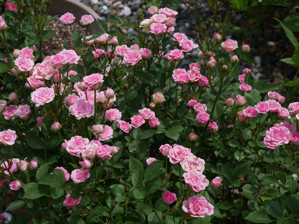 庭に咲いた花02