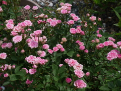 庭に咲いた花02