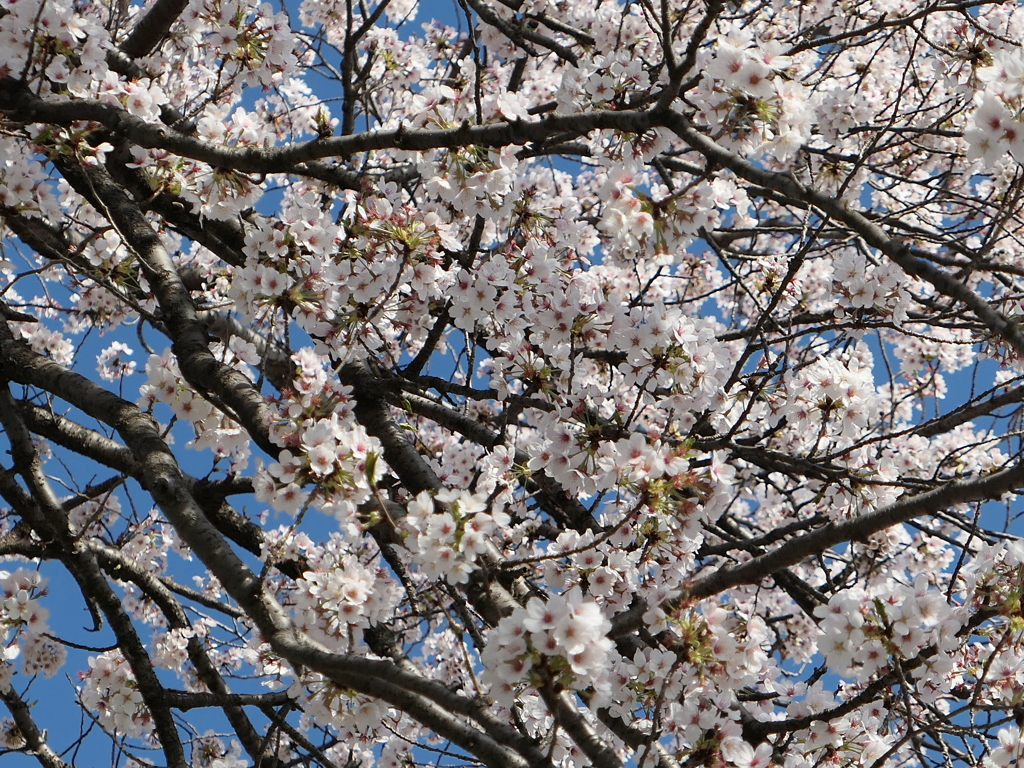 元荒川土手の桜５