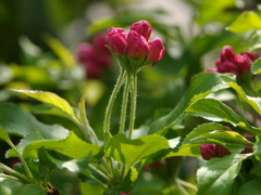 庭の草花2