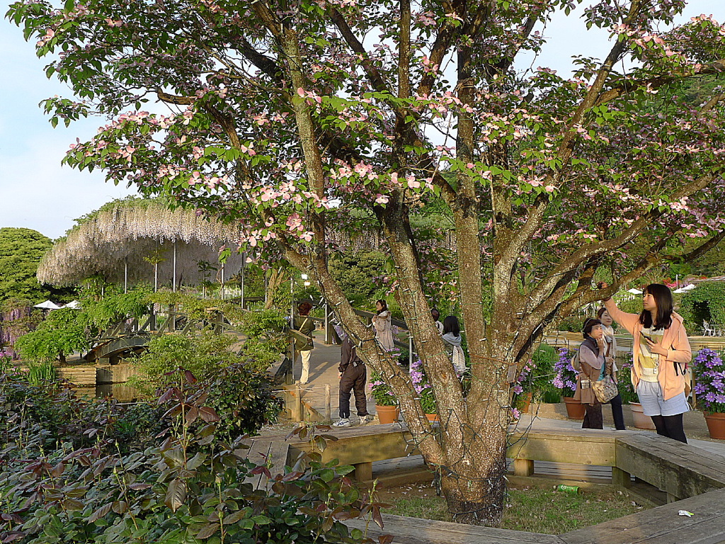 フラワーパーク06