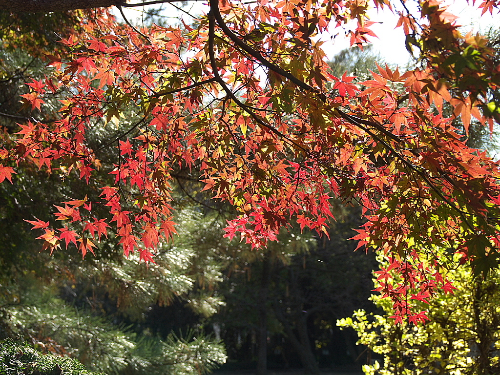 久伊豆神社の紅葉12
