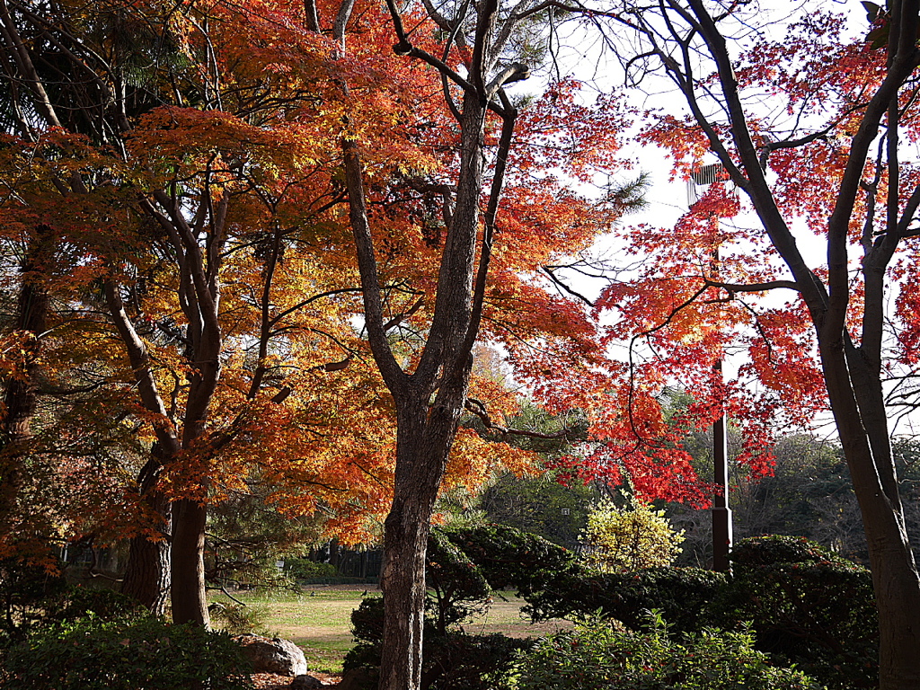 久伊豆神社の紅葉その２07