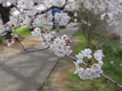 元荒川の桜12