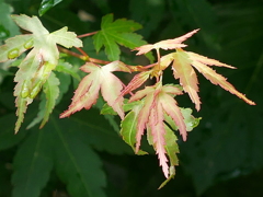 庭の花々Ⅱ06