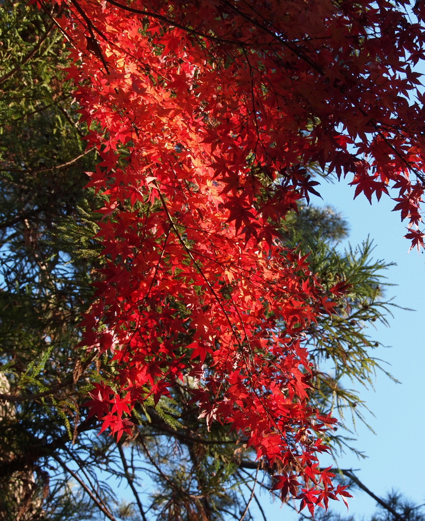 2019　久伊豆神社の紅葉13