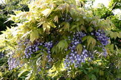 わぁ、きれい２