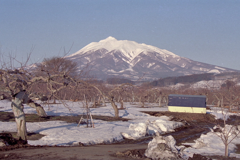 りんご畑と岩木山　1994.3.31