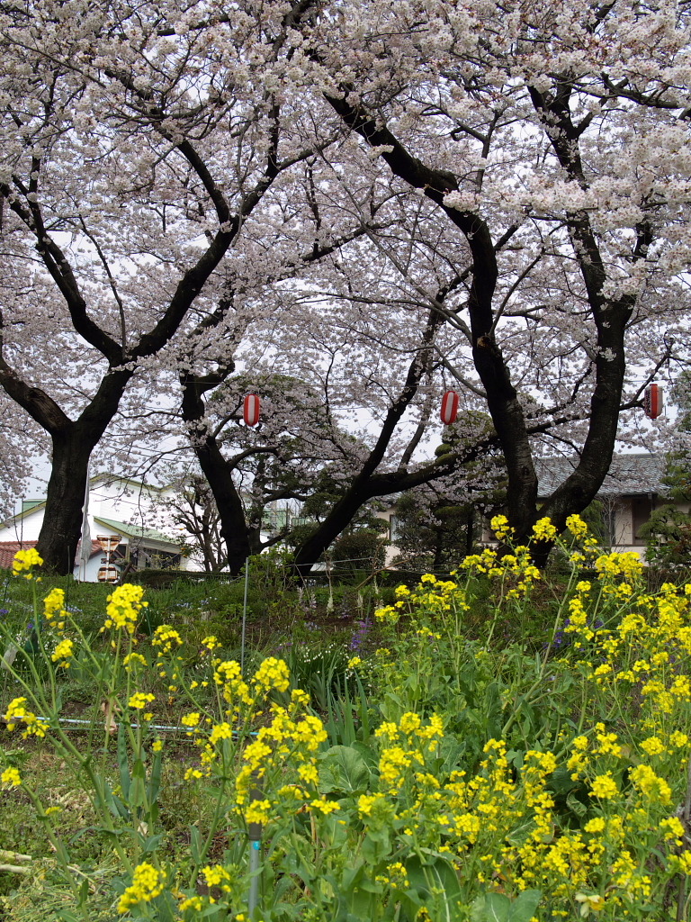 元荒川堤の桜１１