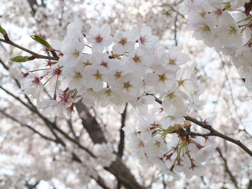 元荒川堤の桜７