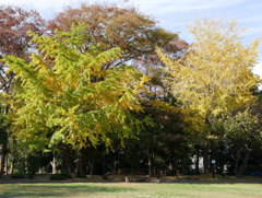 紅葉はこれからの久伊豆神社境内04