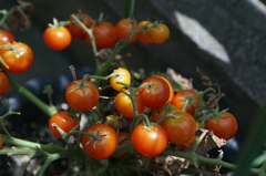 隣のミニトマト