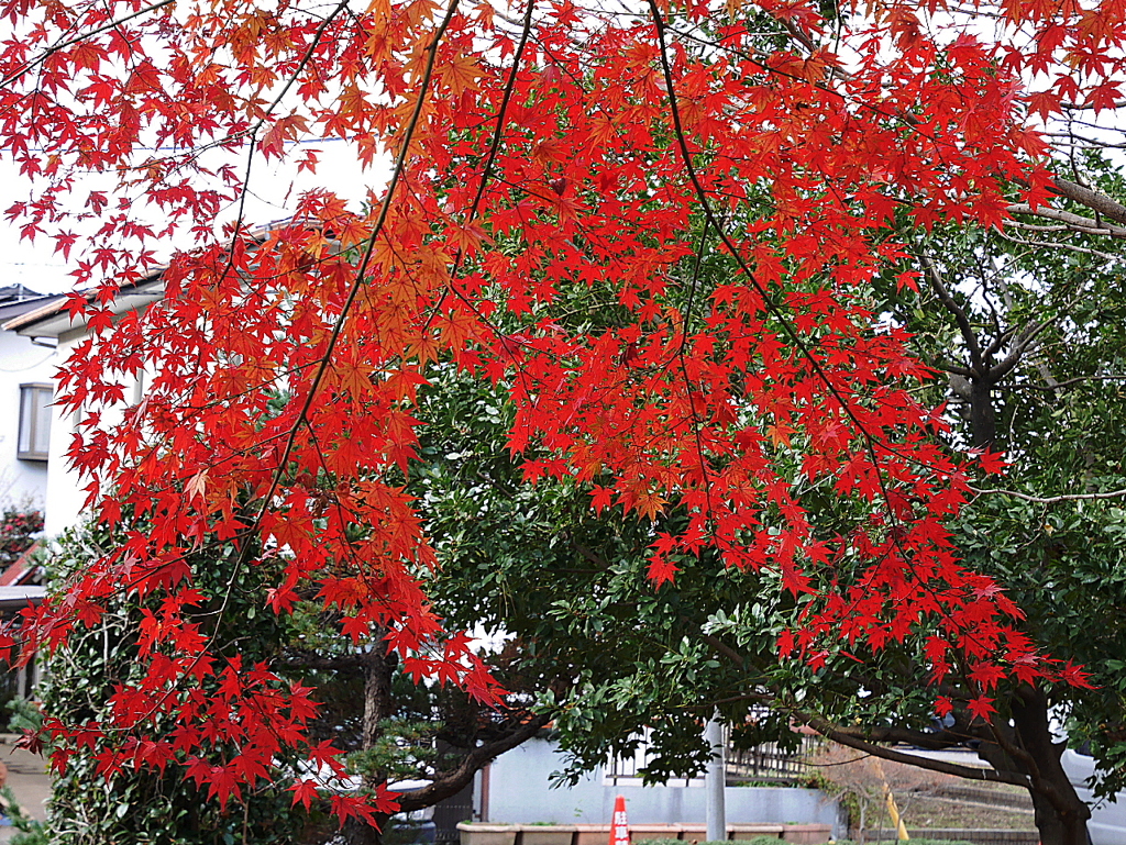 久伊豆神社の紅葉その２05
