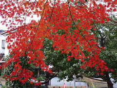 久伊豆神社の紅葉その２05