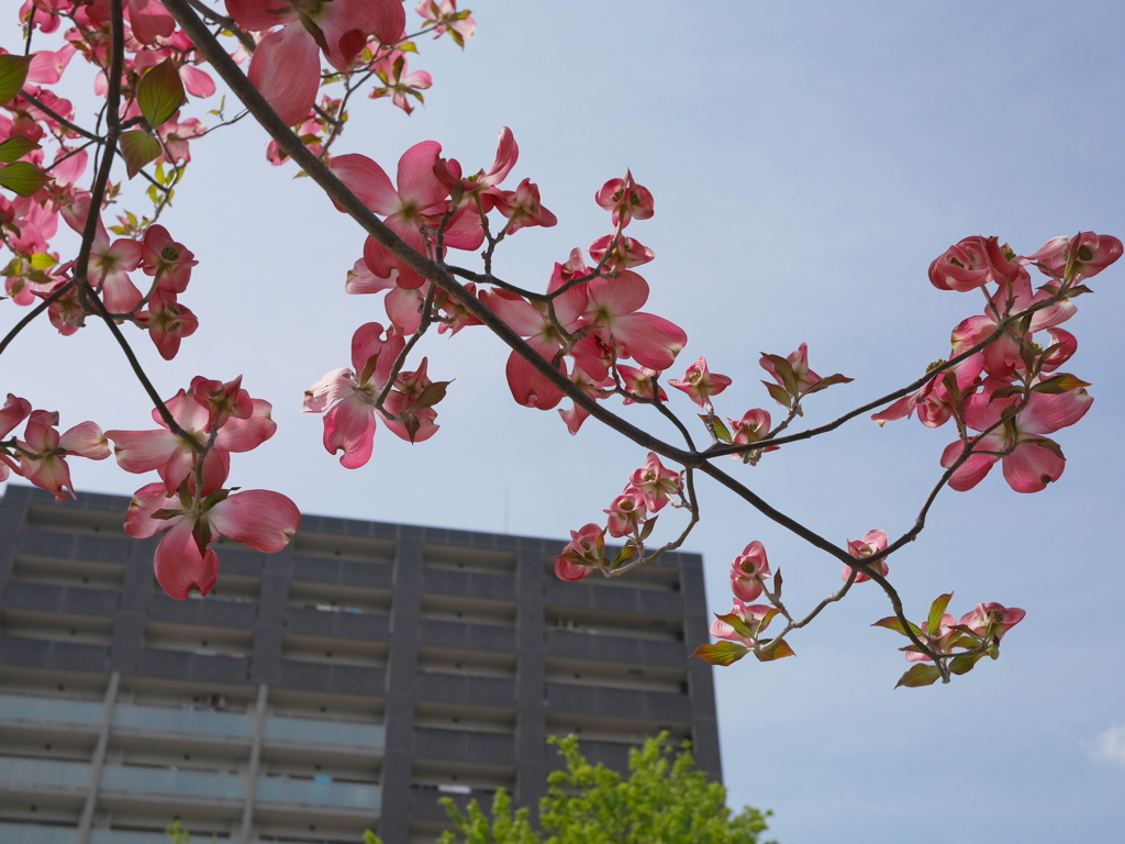 自宅の近くで４