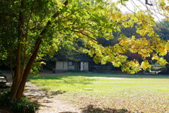 紅葉はこれからの久伊豆神社境内01