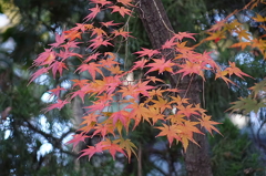 久伊豆神社の紅葉05