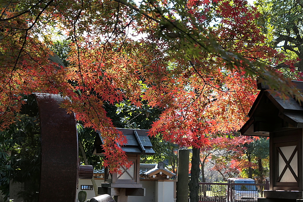 29年の紅葉17