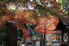 29年の紅葉17