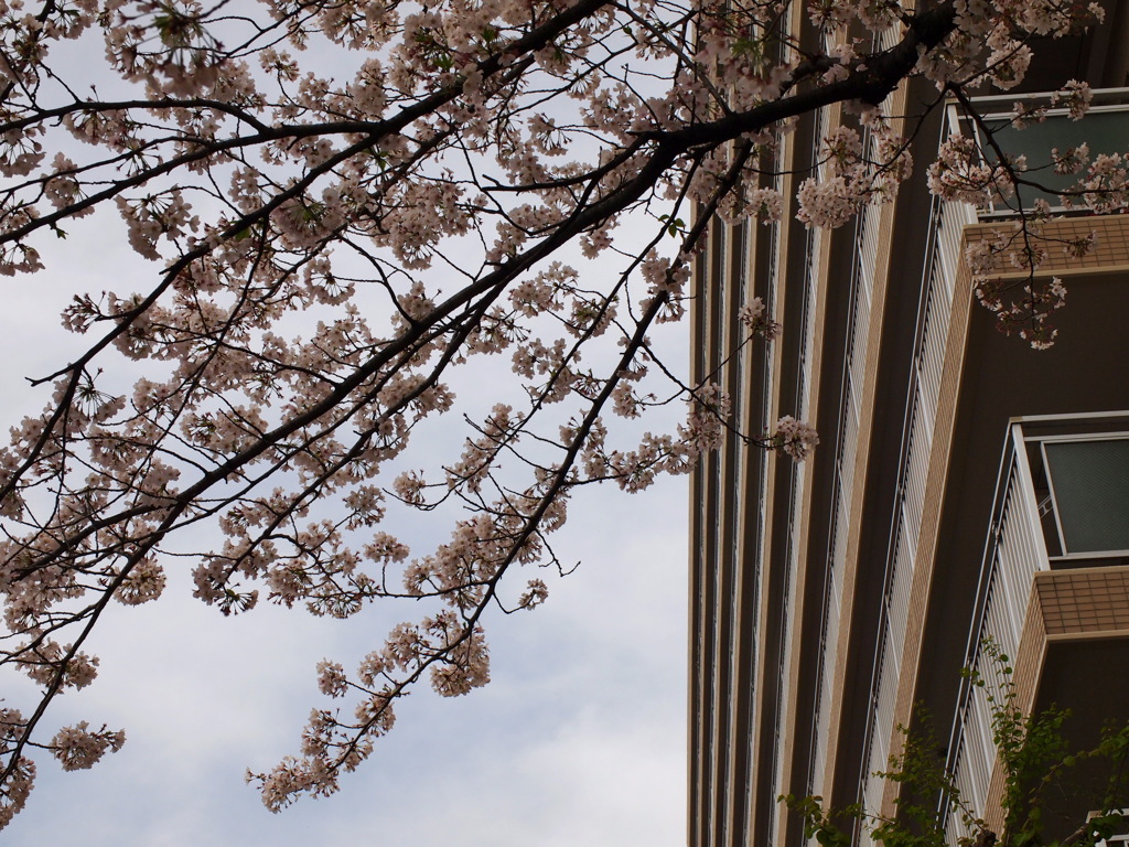 2021年３月の桜