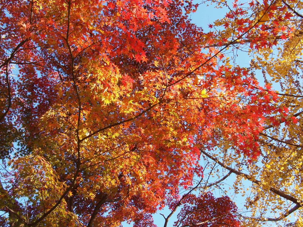 2019　久伊豆神社の紅葉10