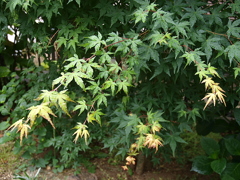 庭の花々10