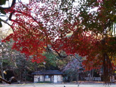 2019　久伊豆神社の紅葉Ⅱ12