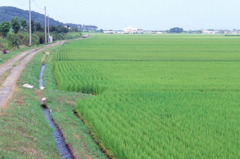 06.8.14 父の田んぼ