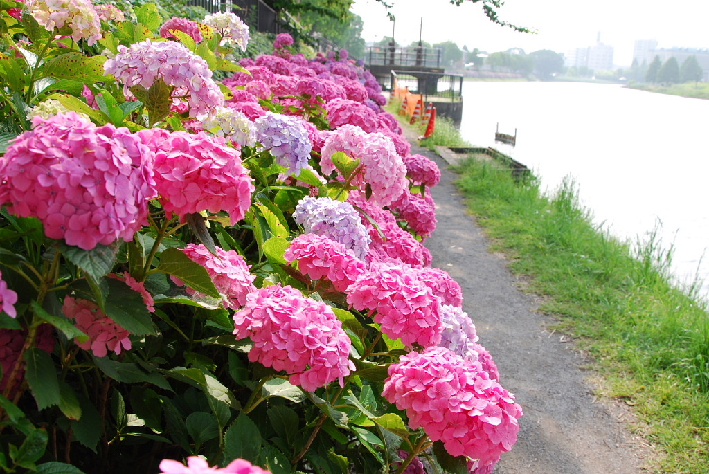 市役所の土手１０