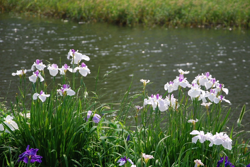 市役所の土手６