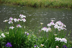 市役所の土手６