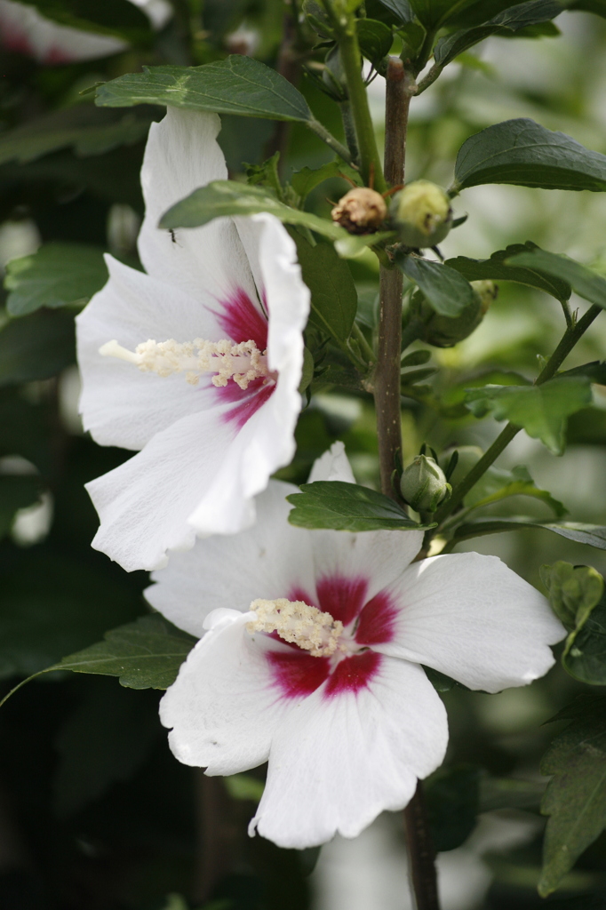 近所の夏の花２