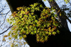 紅葉はこれからの久伊豆神社境内09