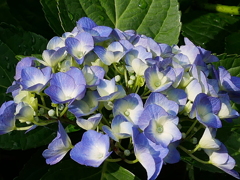 庭の花々Ⅱ05