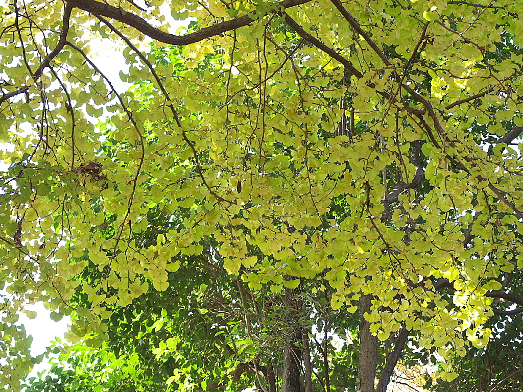 久伊豆神社の紅葉18