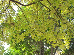久伊豆神社の紅葉18