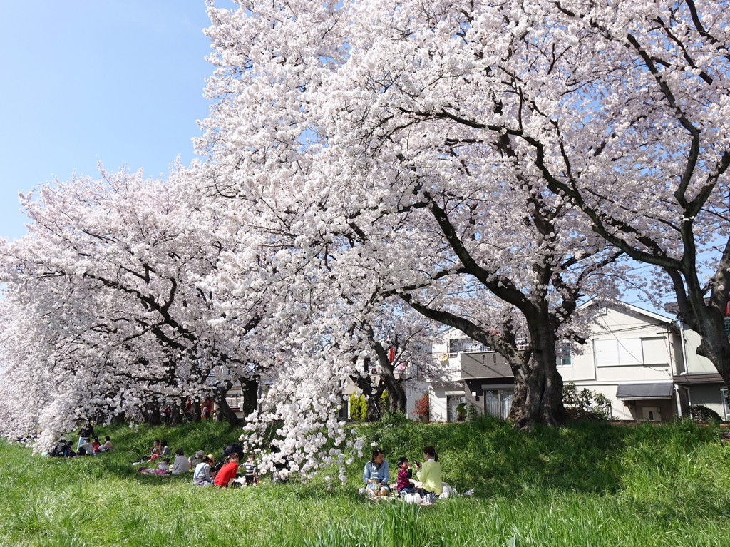 土手の桜６