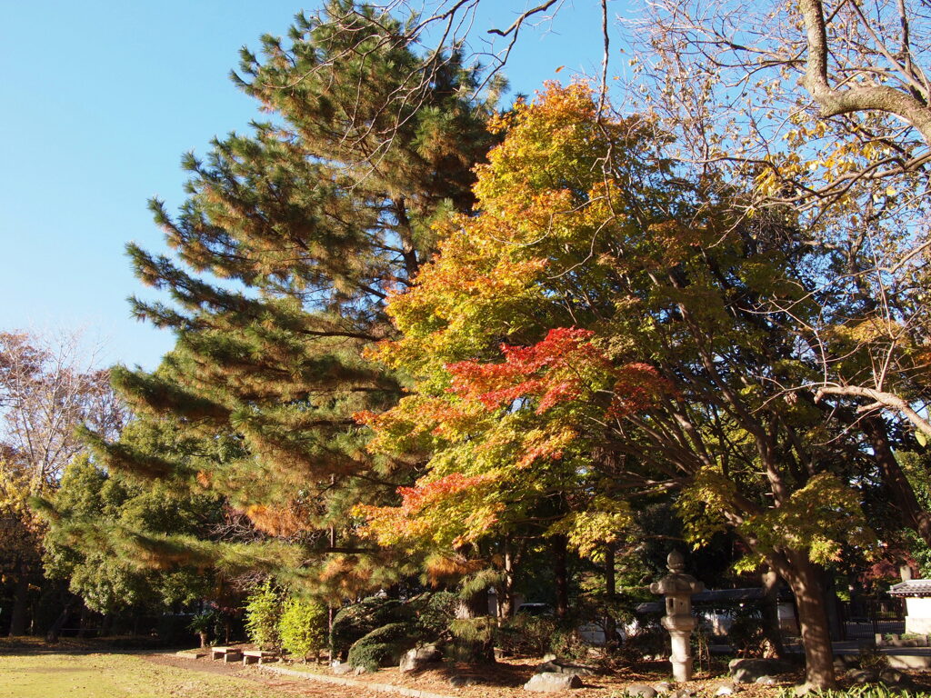 2019　久伊豆神社の紅葉09
