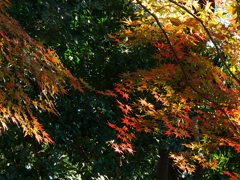 久伊豆神社の紅葉09
