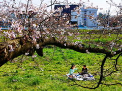 越谷４/４の桜１