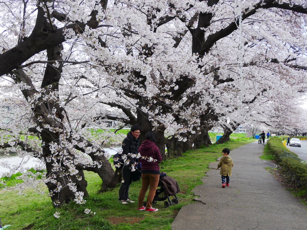 元荒川土手の桜01