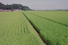 田園風景③　1995.8