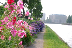 市役所の土手１３