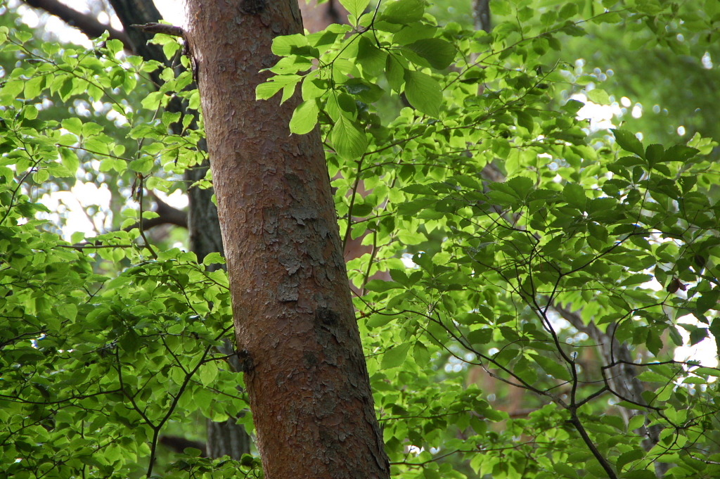 美しき木の葉５