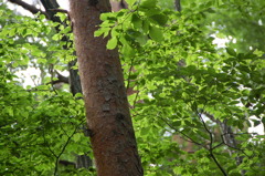 美しき木の葉５