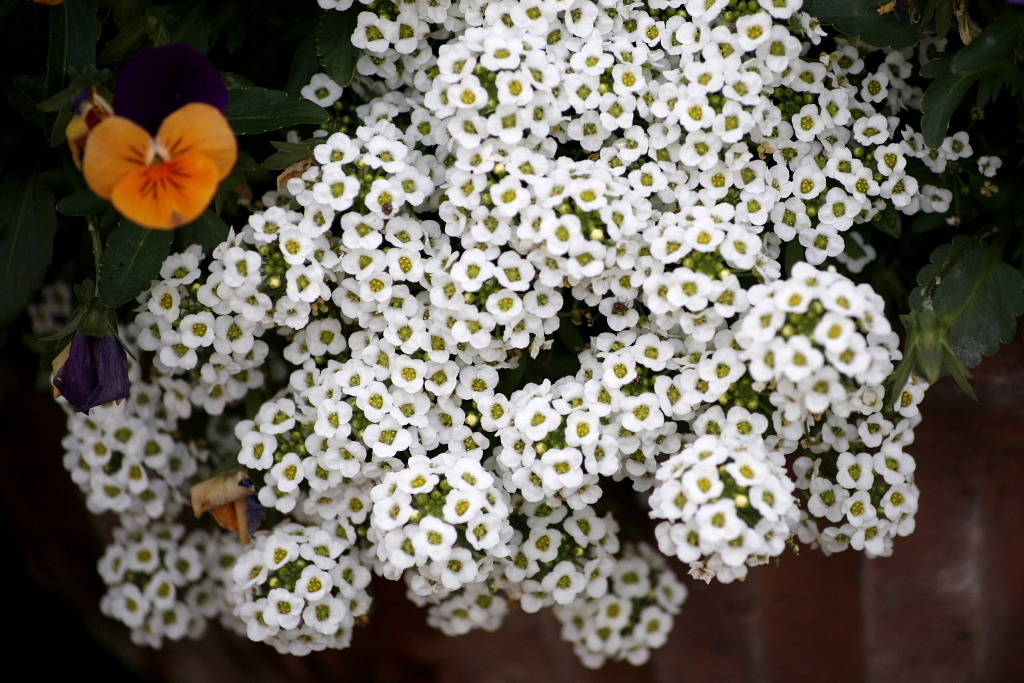 わぁ、きれい１