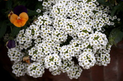 わぁ、きれい１