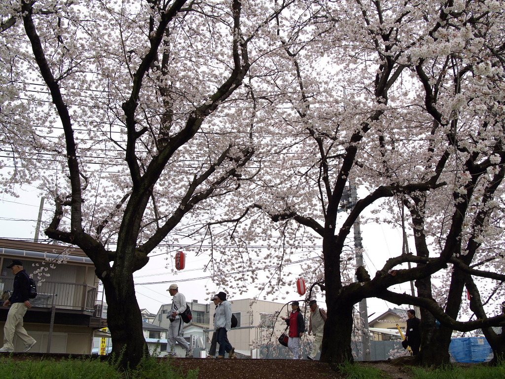 元荒川堤の桜１２