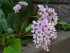 庭の花3