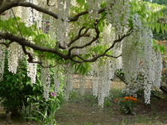 フラワーパーク03